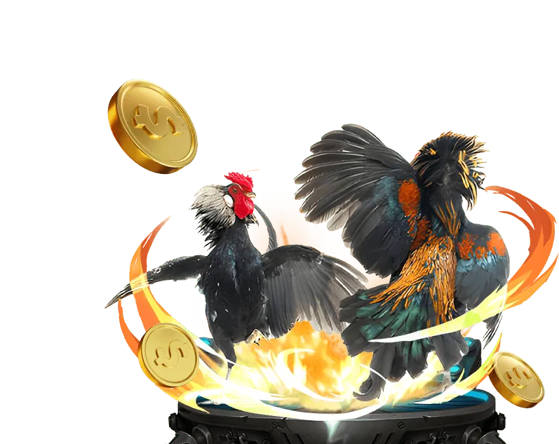 Gà chọi với cựa sắt trong trận đấu đá gà cựa sắt, trải nghiệm cá cược 88clup